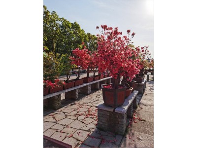 杜鹃花基地